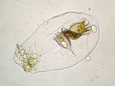 Female rotifer Asplanchna with 3 Keratella rotifers captured by it