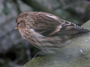 Redpoll, 5 Feb 2010