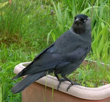 jackdaw