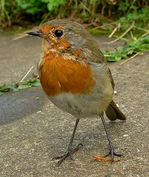 young robin