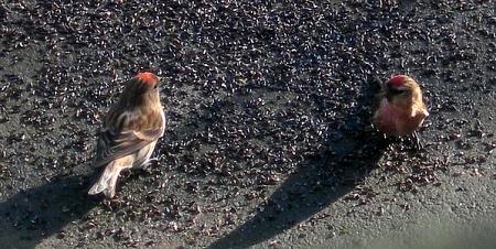 Redpolls in our garden, 4 March 2008