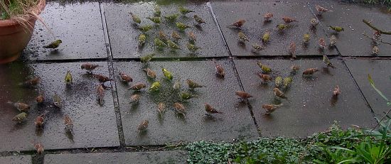 Redpolls and Siskins in our garden, 12 March 2008