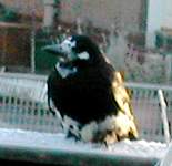 partial albino rook seen on Christmas Day