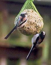 Long-tailed tit