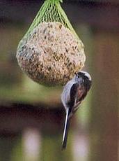 Long-tailed tit