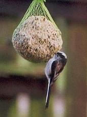 Long-tailed tit