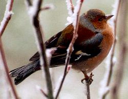 chaffinch