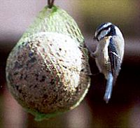 bluetit