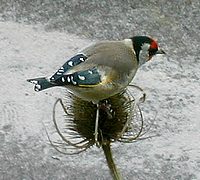 goldfinch