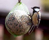 great tit