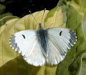 female orange-tip