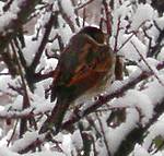 reed bunting seen in our garden