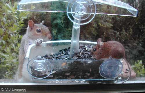 grey squirrel and wood mouse sharing a bird feeder