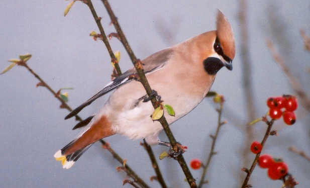 waxwing