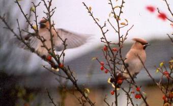 waxwings flying