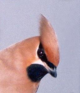 head of waxwing