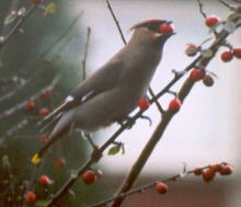 waxwing feeding on berries