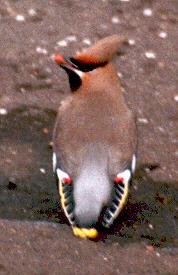 waxwing eating a cotoneaster berry