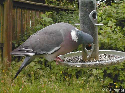 wood pideon at hanging bird feeder