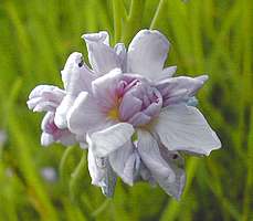 cuckoo flower with too many petals