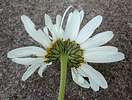 Two-headed daisy - underside