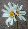 Two-headed daisy - top view