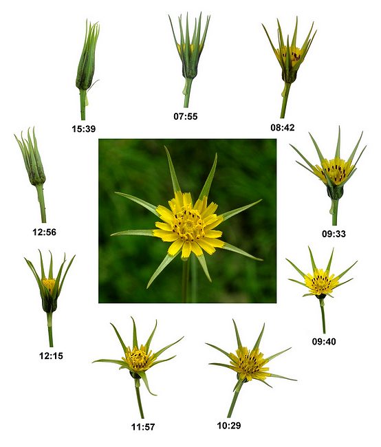 jack-go-to-bed-at-noon, showing a flower opening at 8 o'clock and closing at 1 o'clock