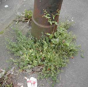 Galinsoga parviflora, Lanarkshire, 25 August 2003