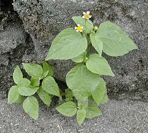 Galinsoga parviflora, Lanarkshire, 25 August 2003