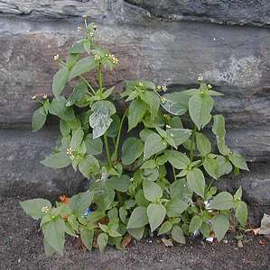 Galinsoga parviflora, Lanarkshire, 25 August 2003