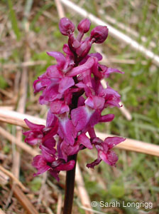 orchis_mascula4
