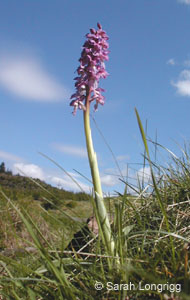 orchis_mascula4