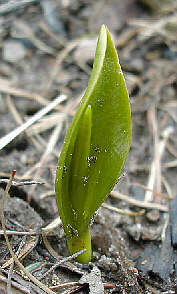 Ophioglossum vulgatum, Stirlingshire, 6 April 2003