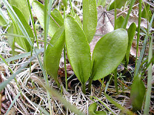 Ophioglossum vulgatum, West Perthshire, 25 May 2003