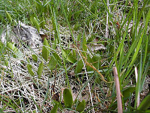 Ophioglossum vulgatum, West Perthshire, 25 May 2003