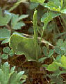 Ophioglossum vulgatum in our garden, Dunbartonshire