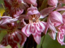 Dactylorhiza fuchsii plant 1, 1999. This plant has not appeared above ground since 1999