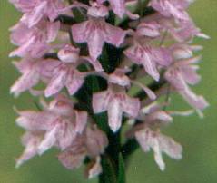 Dactylorhiza fuchsii plant 2, 1999