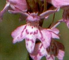 Dactylorhiza fuchsii plant 3, 1999