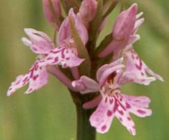 Dactylorhiza fuchsii plant 5, 1998