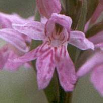 Dactylorhiza fuchsii plant 7, 1999