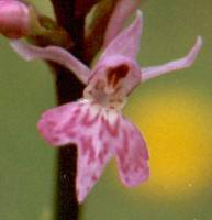 Dactylorhiza fuchsii plant 10, 1999