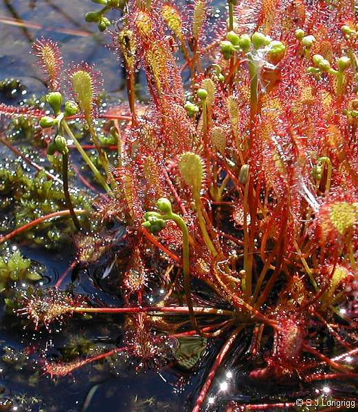 Drosera intermedia