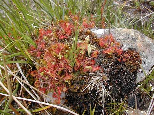 Drosera rotundifolia