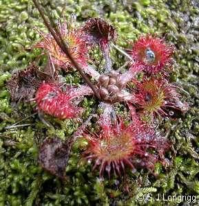 Drosera rotundifolia forming resting bud