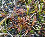 middle leaf seen from behind is D. anglica