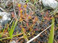 D. x obovata