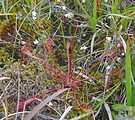 very nice D. anglica