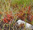 probably all D. x obovata