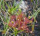 D. x obovata